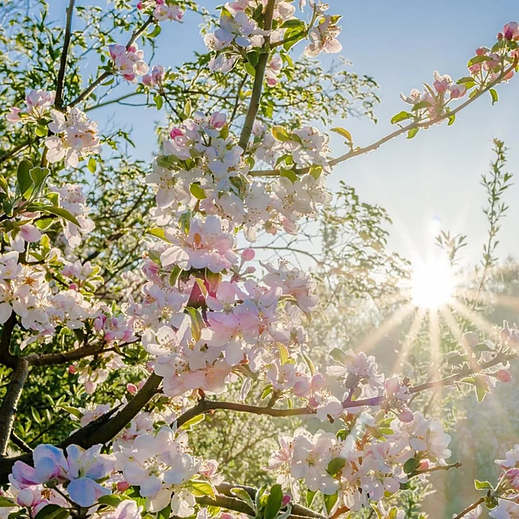 Rituales del equinoccio de primavera: cómo atraer la buena suerte este 2026