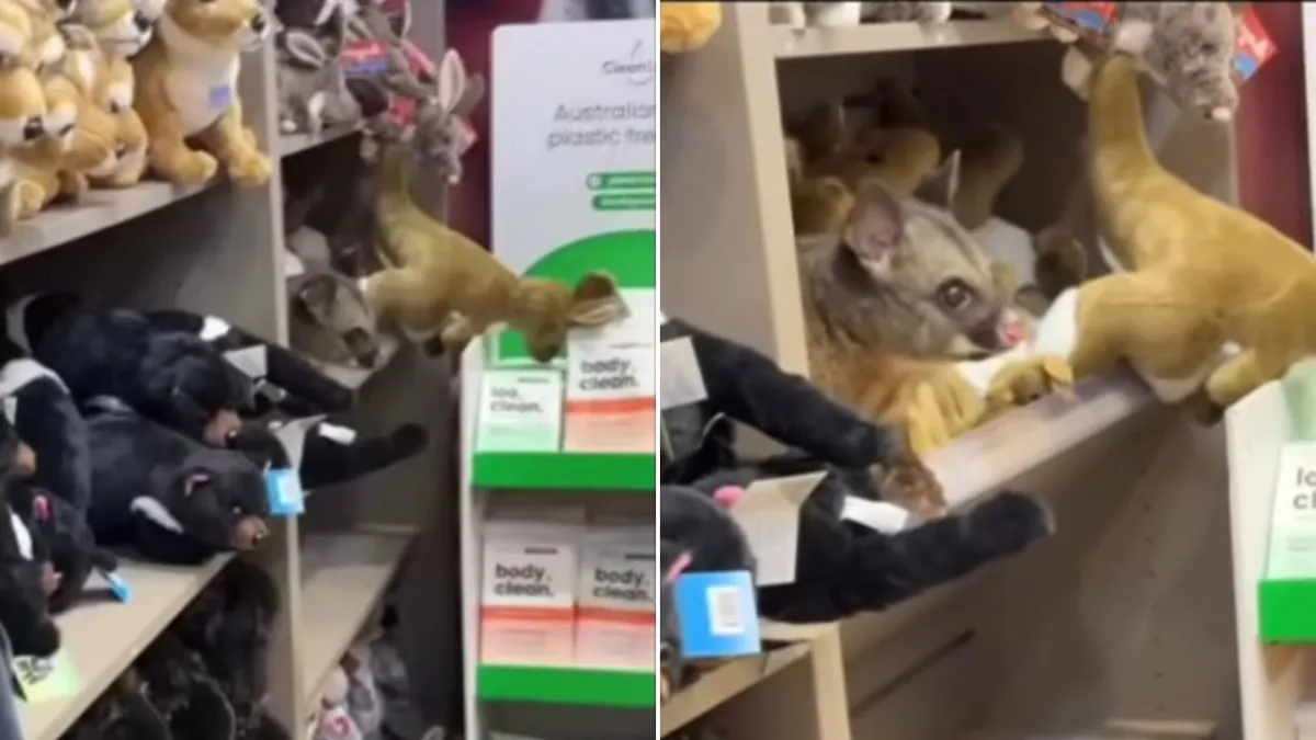 encontraron una zarigüeya camuflada entre los peluches de un tienda y se volvió viral