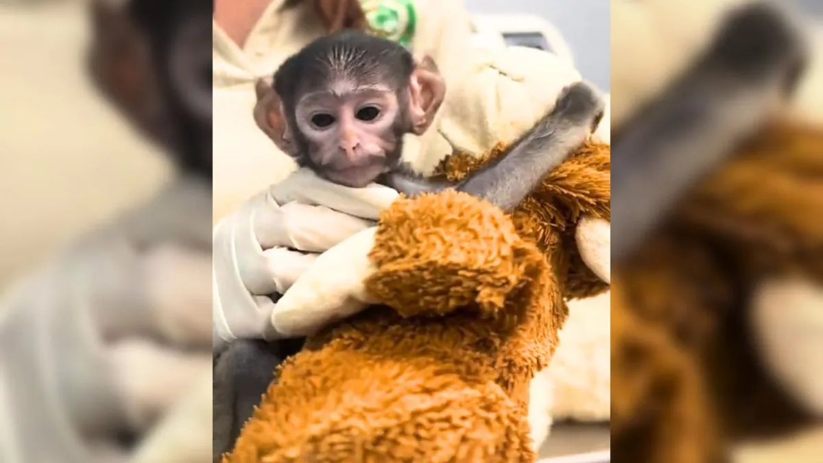 Tiene 39 días, su madre no pudo criarlo y con su peluche se convirtió en el nuevo Punch latino
