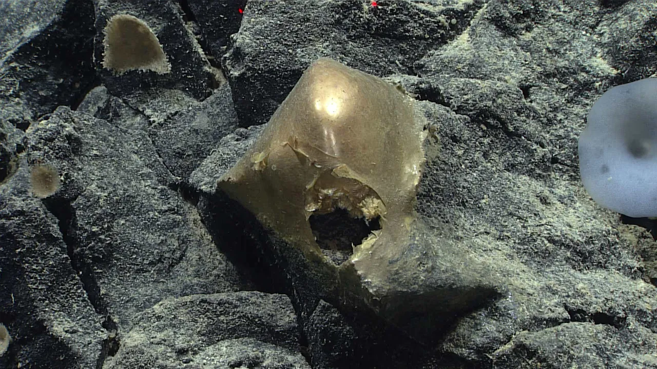 El 'huevo de oro' del fondo del océano resultó ser parte de uno de los animales más misteriosos del mundo