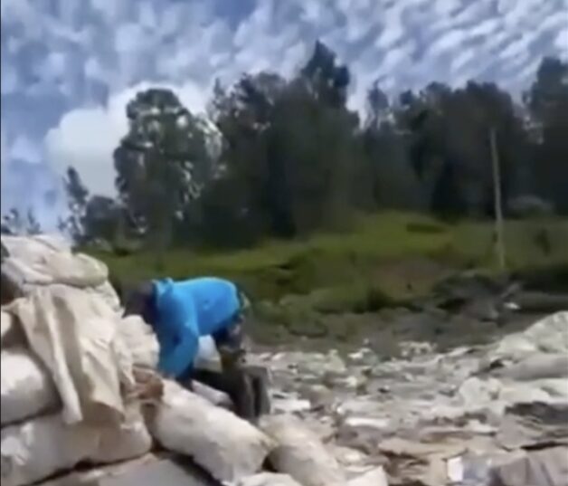 Sobreproducción y lluvias provocan pérdidas en Constanza