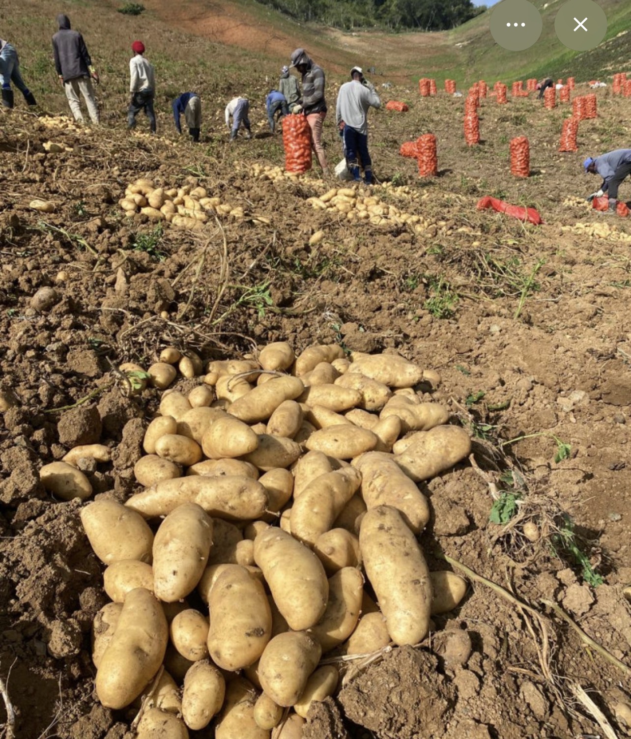 Gobierno comprará producción de papas en Tireo a partir del lunes
