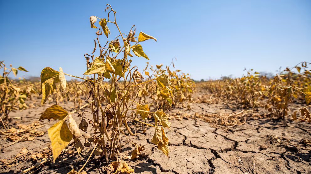 El Salvador enfrenta riesgos crecientes de inseguridad alimentaria por condiciones climáticas