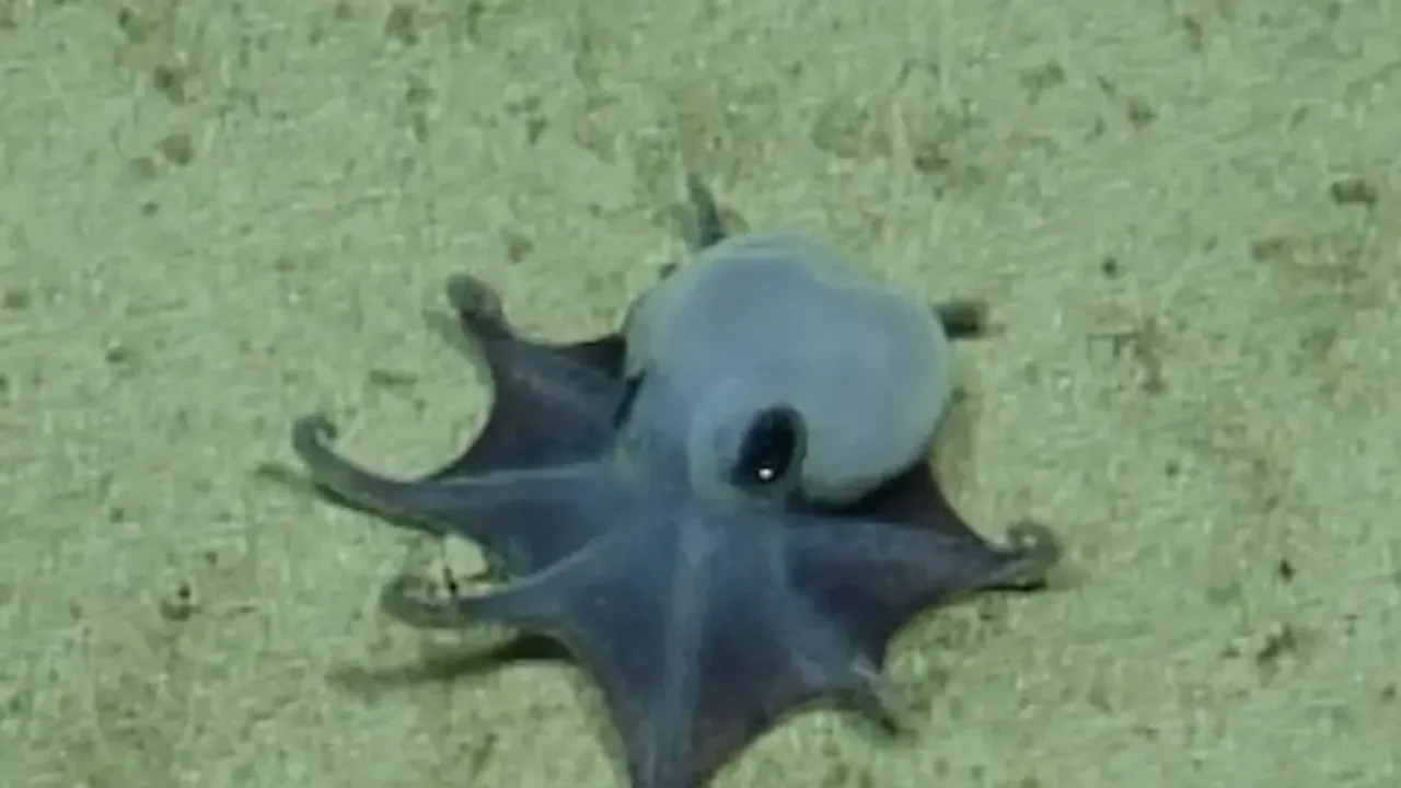 Así es el pequeño (y adorable) pulpo azul descubierto en Galápagos que sorprende a los científicos