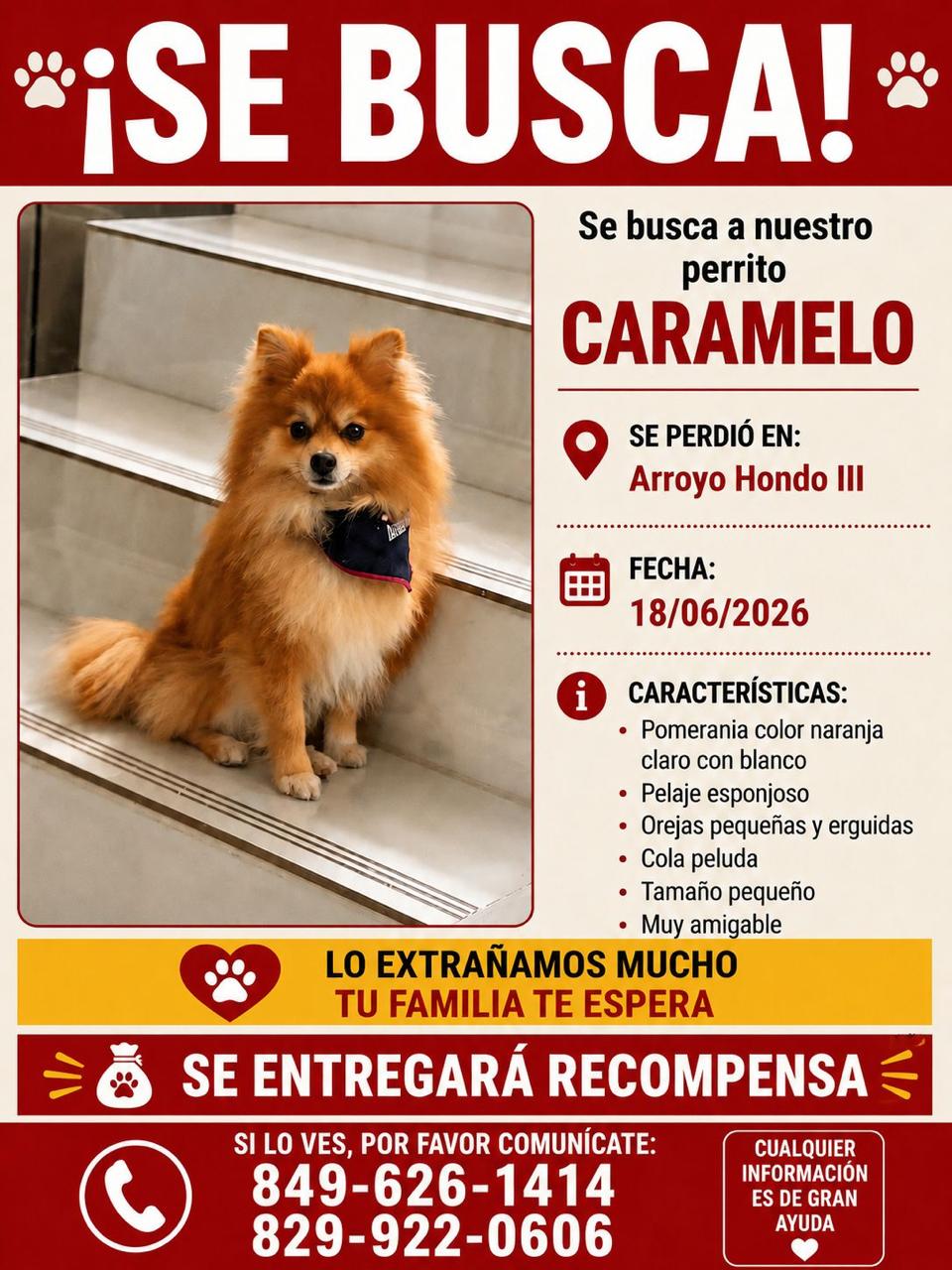 Buscan a Caramelo, un pomerania desaparecido