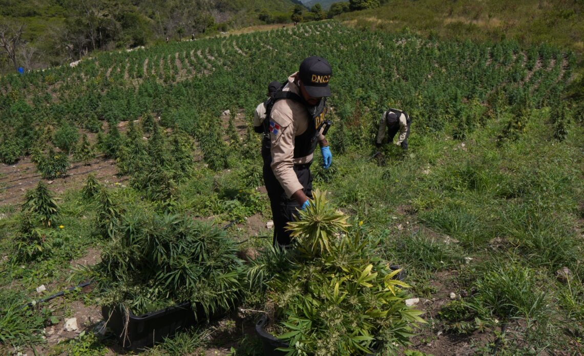 DNCD eleva a 3,533 las plantas de marihuana decomisadas