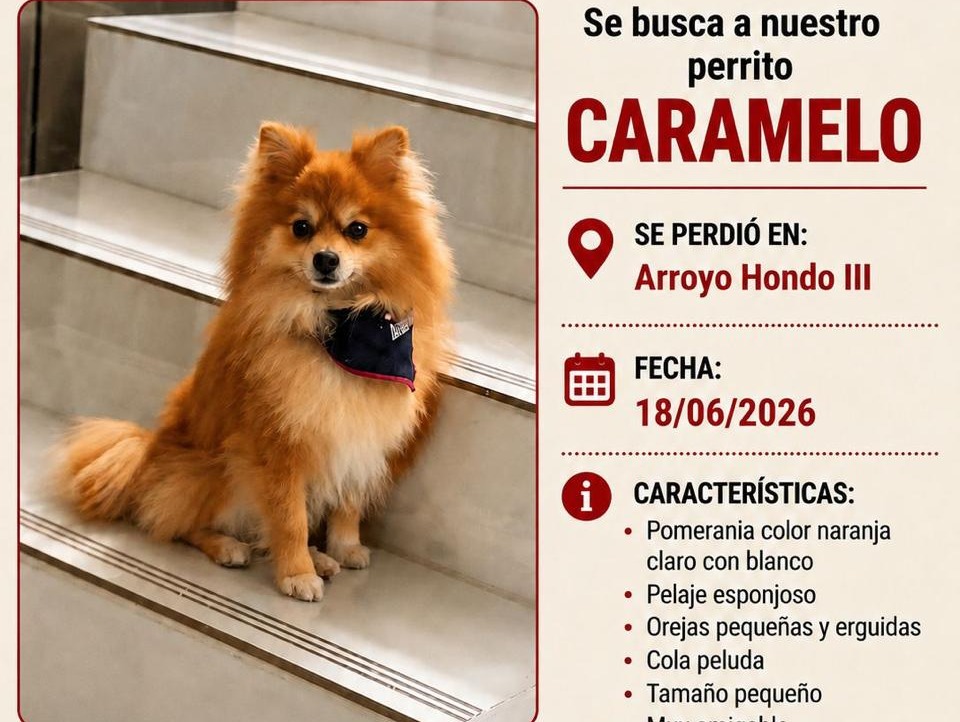 Buscan a "Caramelo", perrito extraviado en Arroyo Hondo III