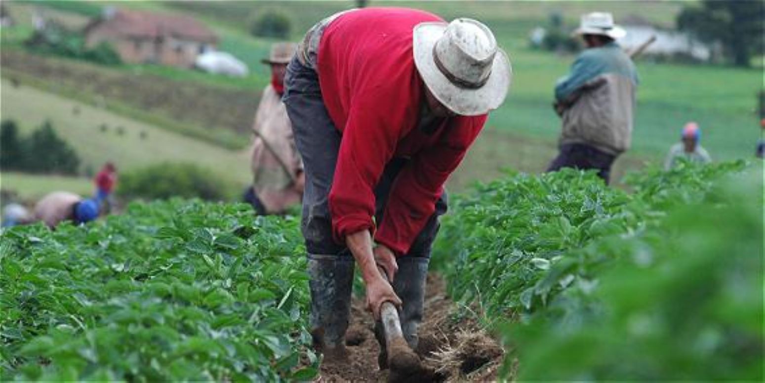 Créditos al sector agropecuario superan los RD$132,000 millones al 2025