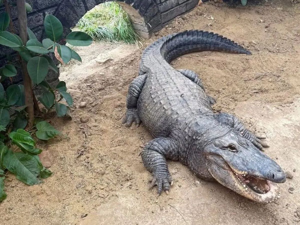 Niño de tres años queda grave tras ser lanzado a recinto de cocodrilos en zoológico | De Último Minuto