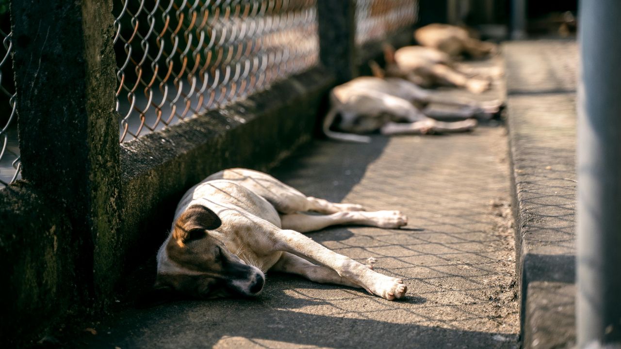 13 personas irán a prisión por organizar pelea de perros