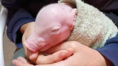 Argentina logra el nacimiento del primer cerdo clonado para experimentación de xenotrasplantes