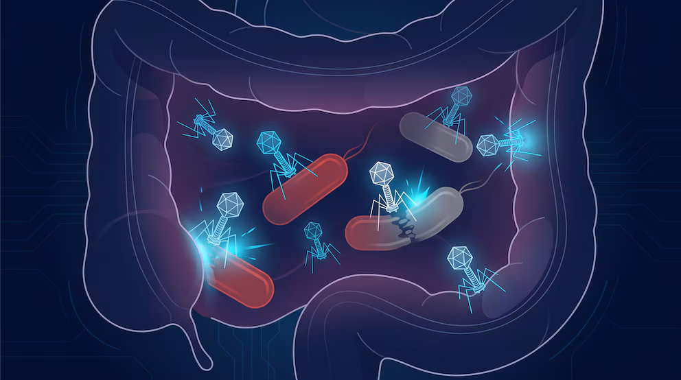 Un virus que “arranca los dientes” a bacterias dañinas abre una nueva vía contra la inflamación intestinal