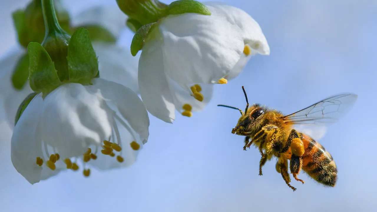 Ciencia mexicana confirma que el veneno de abeja puede mejorar los tratamientos para el Parkinson