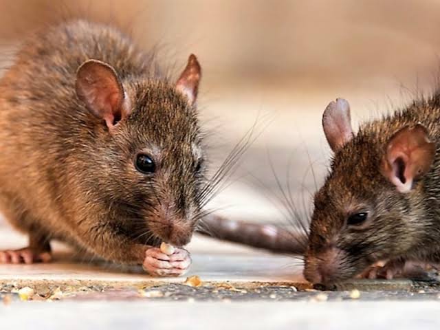 Salud Pública reporta 196 casos de leptospirosis