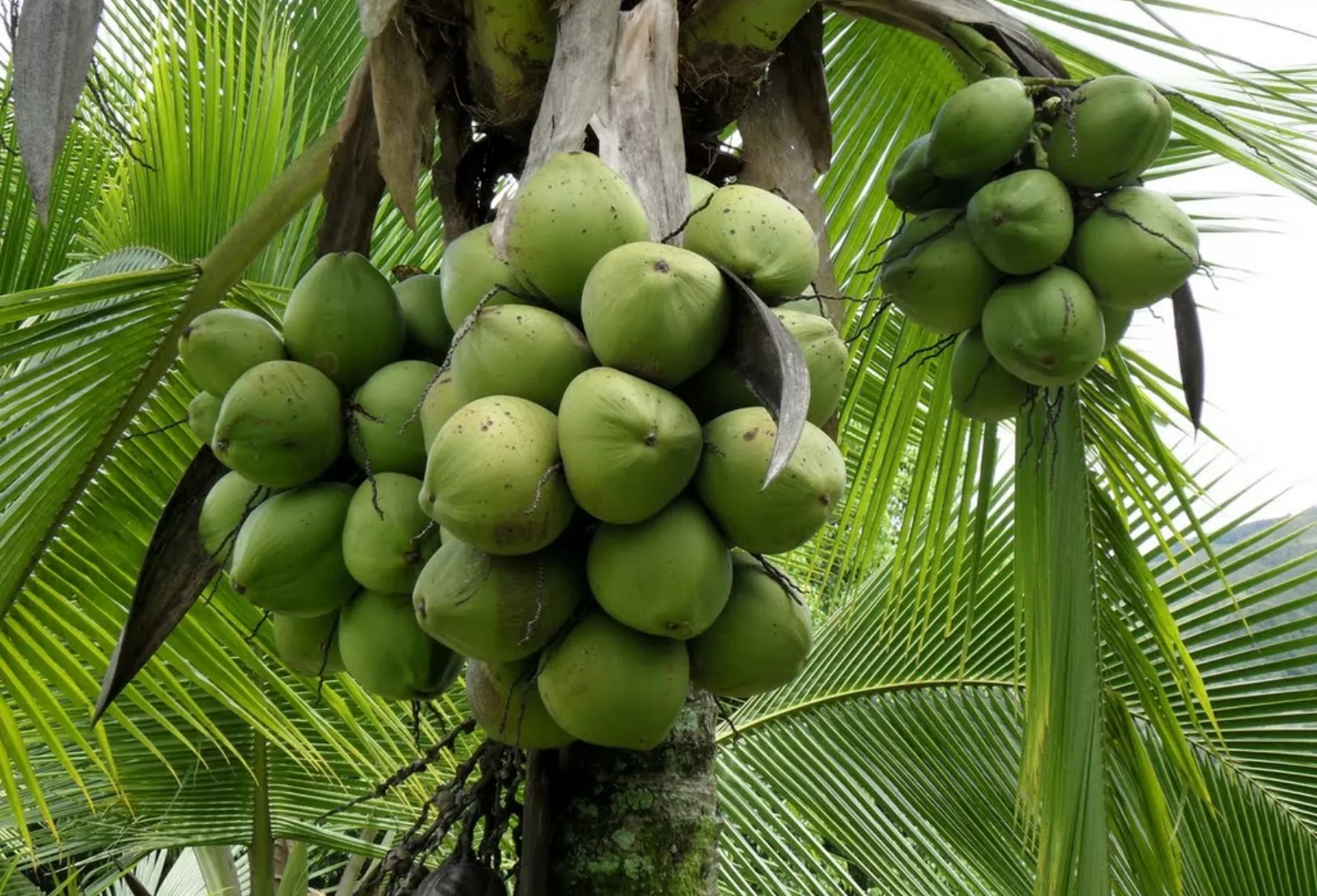 RD supera las 396 mil tareas cultivadas de coco