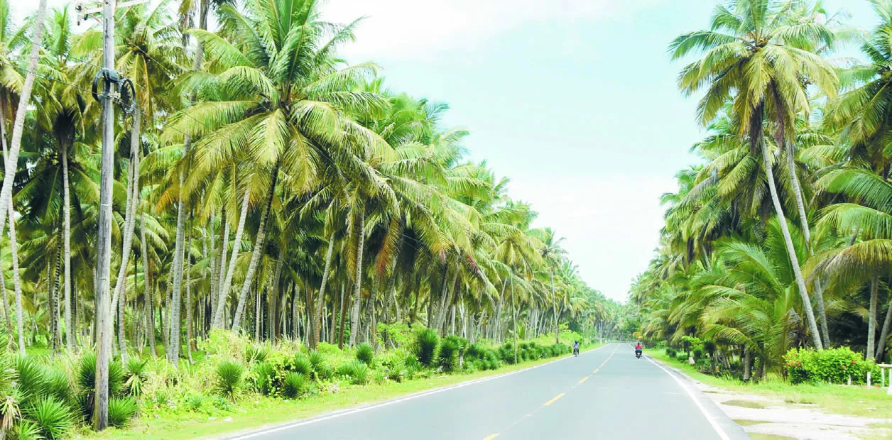 Industria del coco enfrenta retos para crecer y aprovechar un mercado mundial en expansión