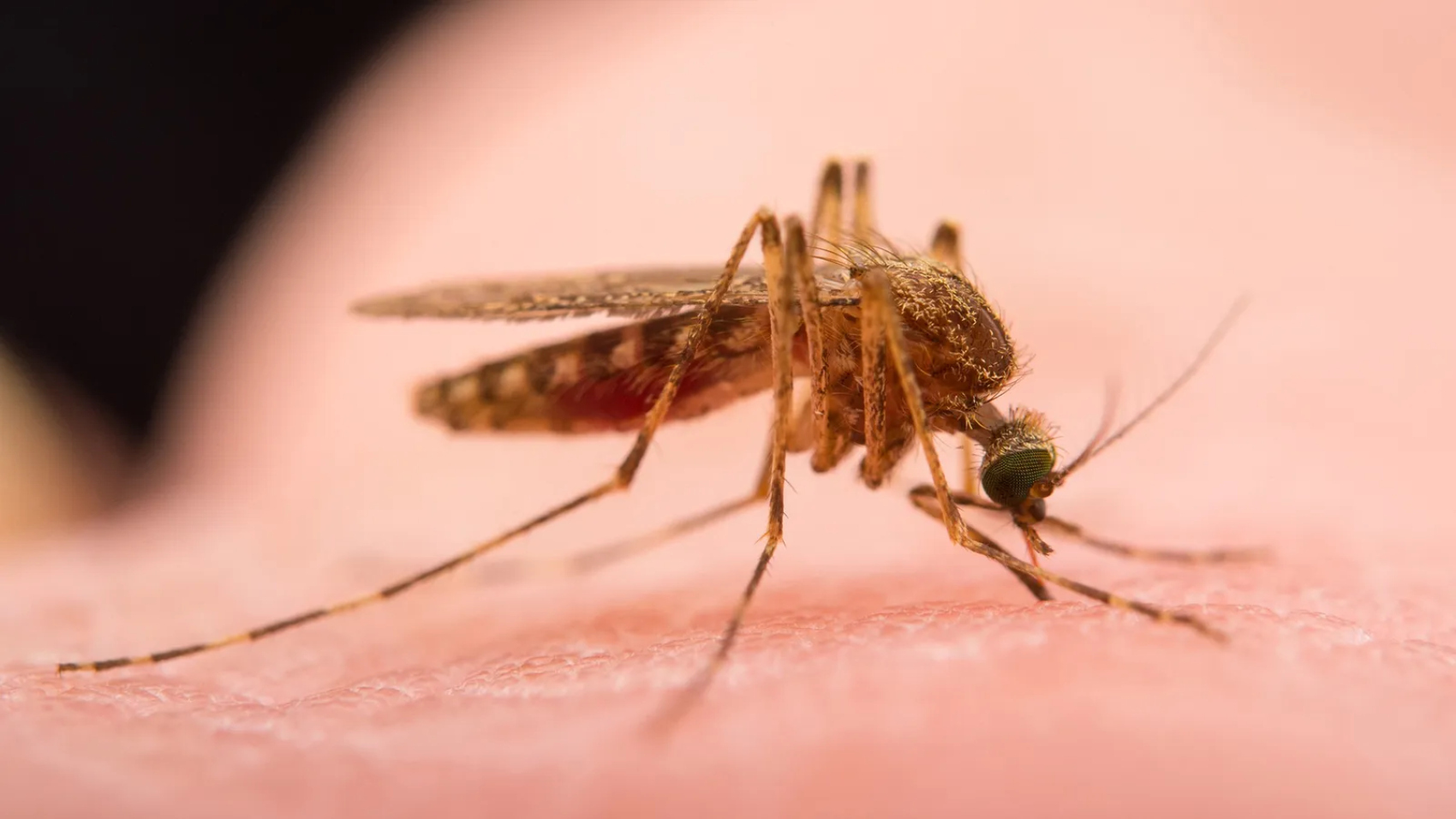 La razón por la que los mosquitos ya no mueren como antes con los insecticidas