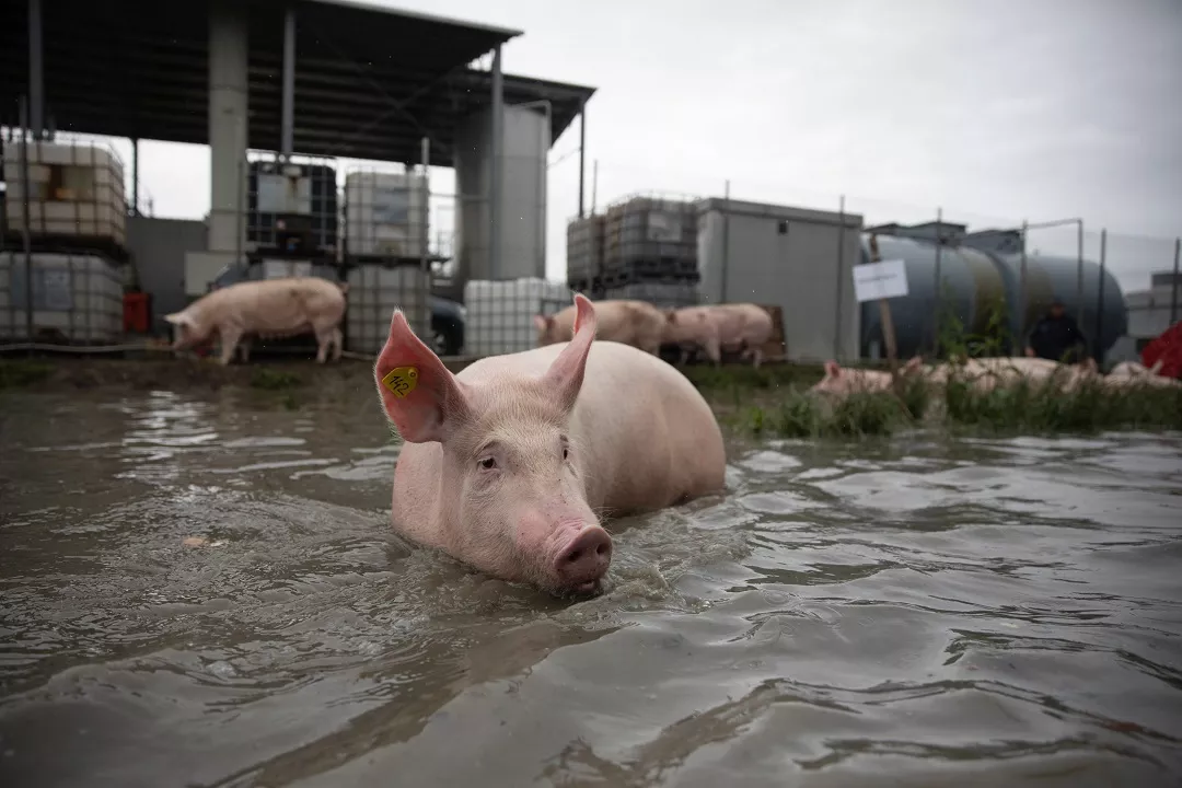 Entre la Peste Africana y las importaciones de carne de cerdo, productores demandan apoyo