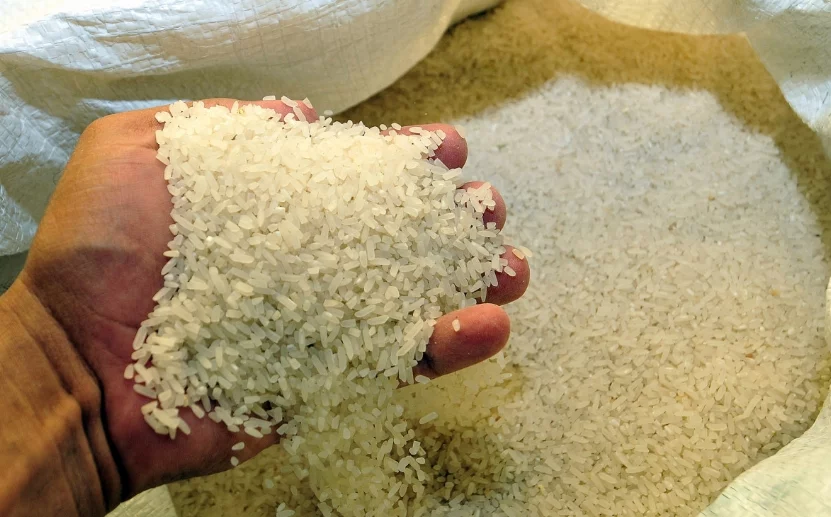 El arroz dominicano se juega su futuro frente a la apertura comercial