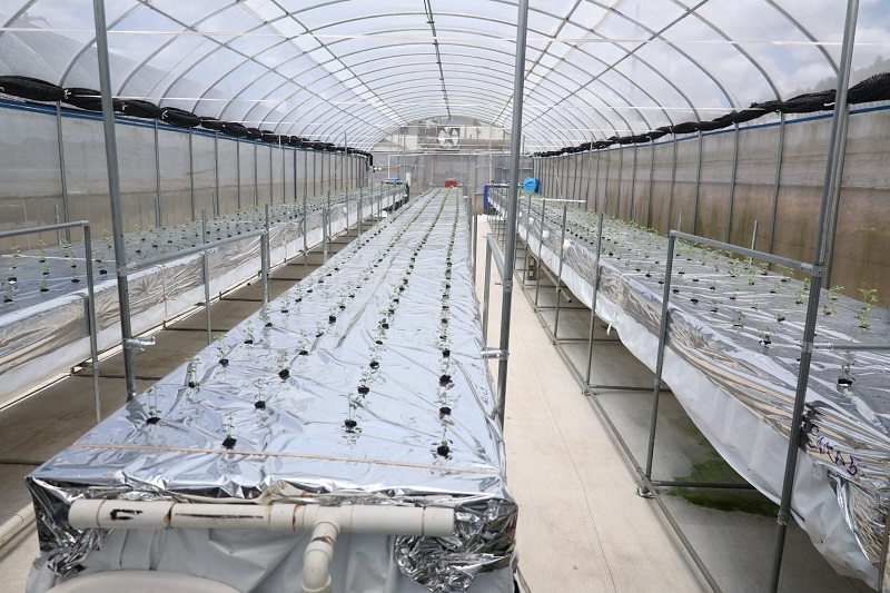 Constanza concentra entre el 80 % y el 86 % de las tareas dedicadas a este cultivo a nivel nacional