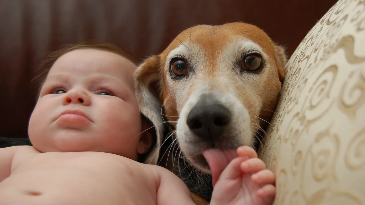 Resulta que los gérmenes que esparce tu perro por toda la casa pueden ser saludables para tus hijos