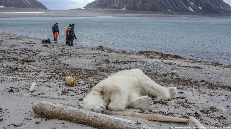 Multan una persona en Noruega por despertar a un oso polar con la sirena de un barco