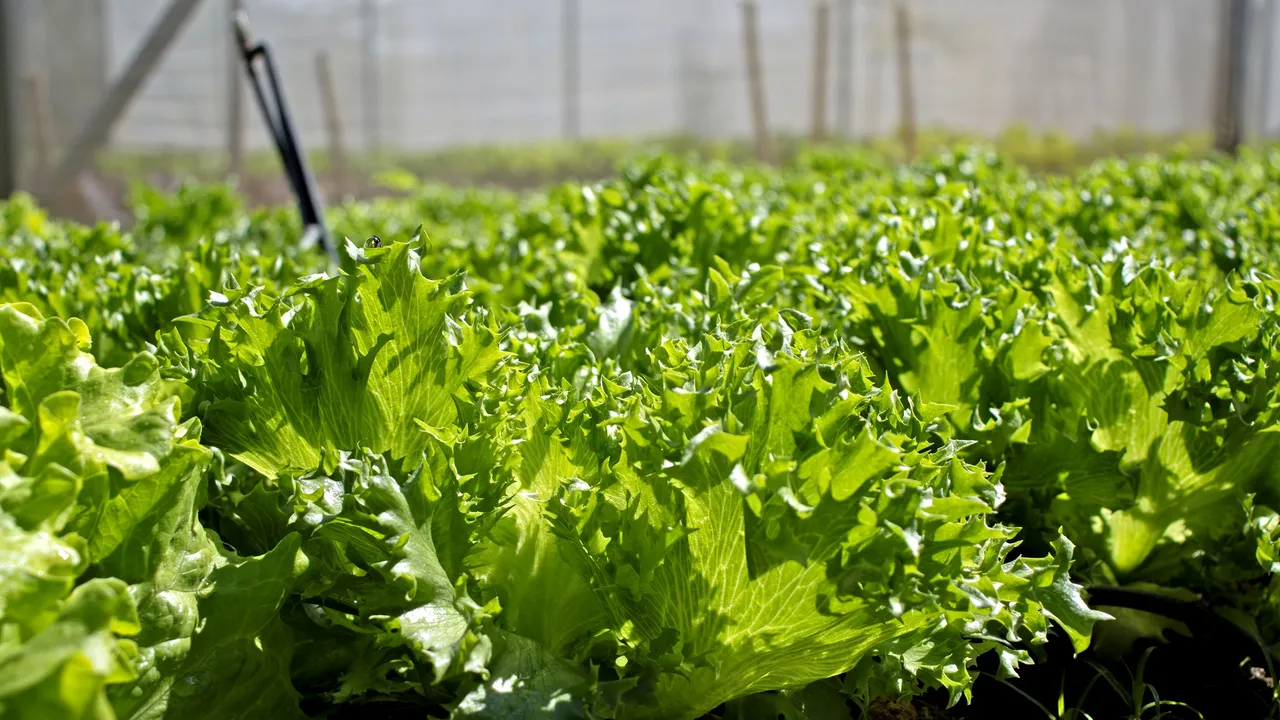 Crean lechugas capaces de generar mioglobina, una proteína esencial de la carne