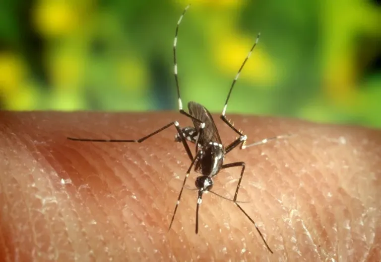 Brasil registra 118,037, el menor número de casos de malaria en casi 50 años