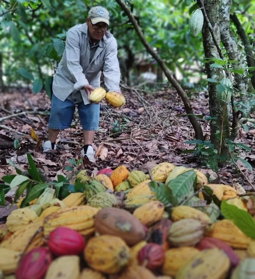 Cacao dominicano mueve US$669 millones en exportaciones