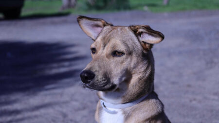 ¿Puede un perro curar una herida al lamerla?