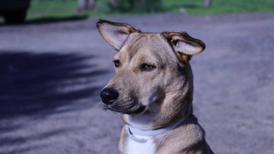 ¿Puede un perro curar una herida al lamerla?