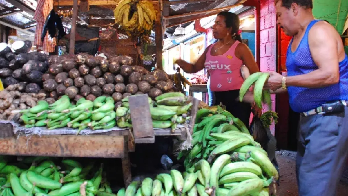 El plátano podría subir a RD$50 la unidad desde la próxima semana por la sequía