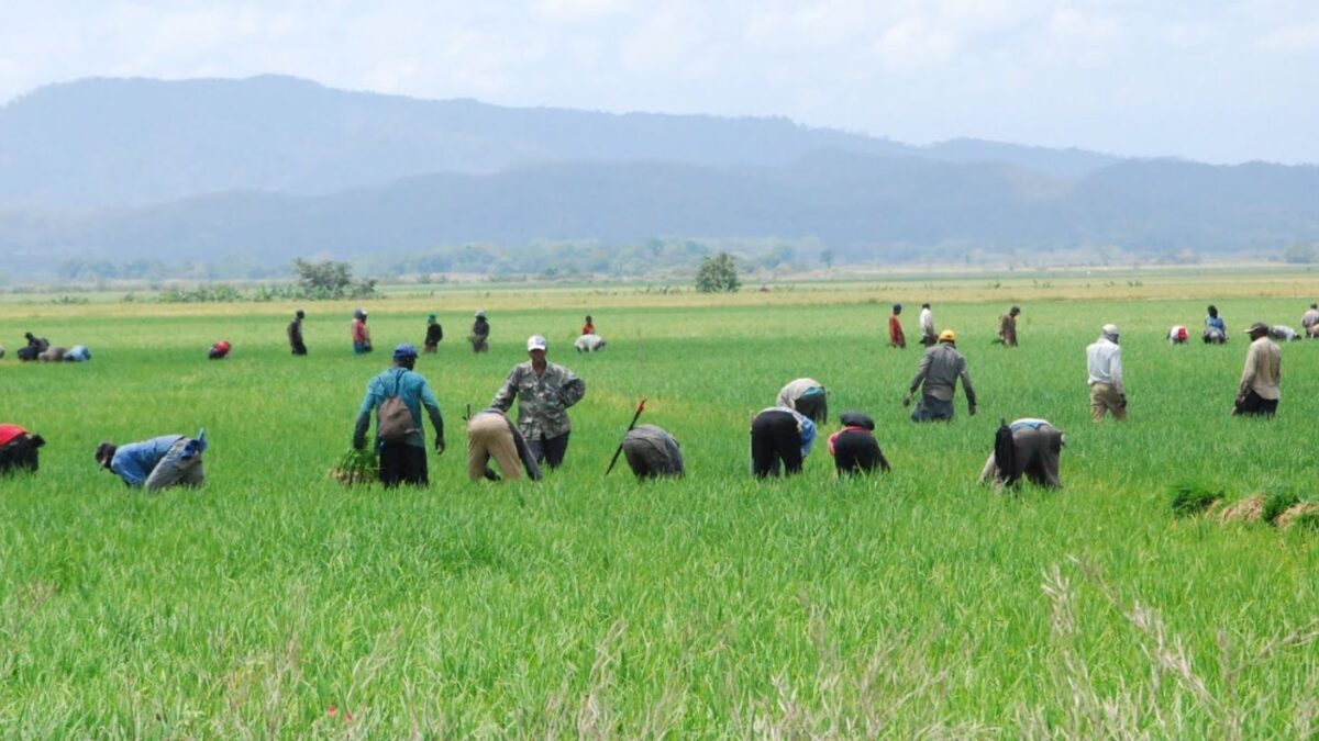 El arroz entra al centro de la negociación con EE.UU.