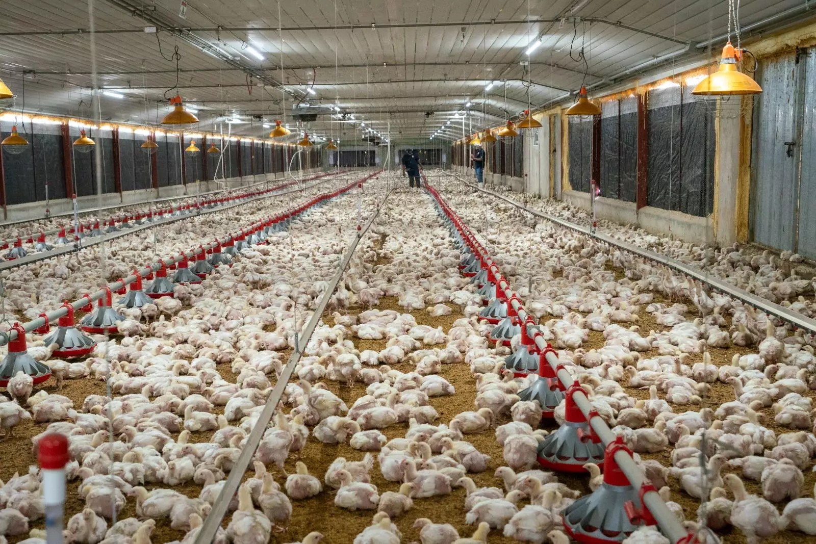 Producción de huevos supera los 400 millones de unidades mensuales