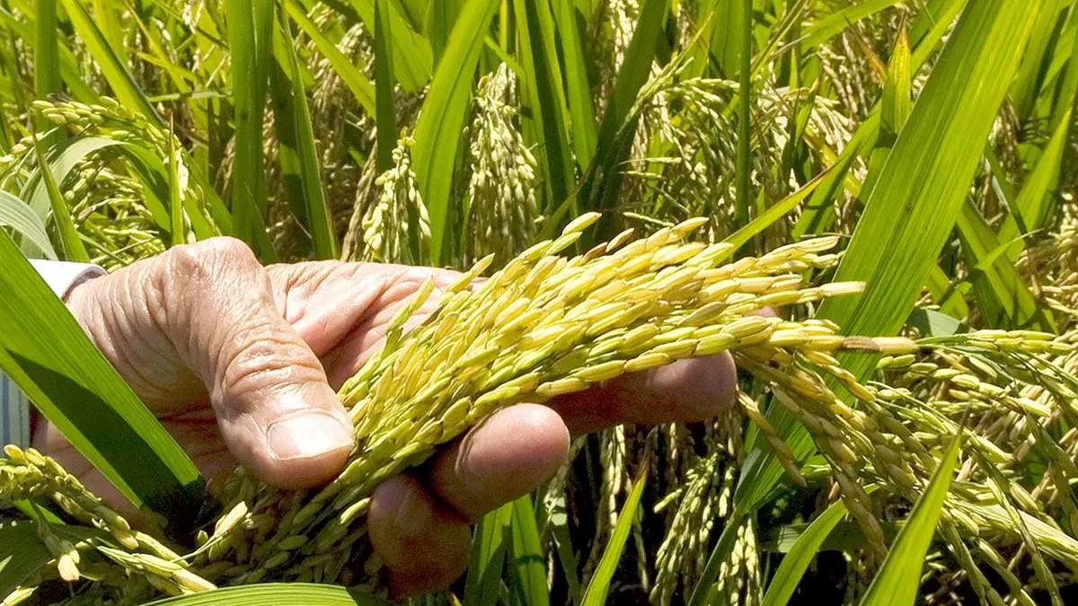 Confenagro llama a la protección del arroz