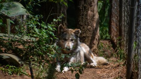 Extinción Cero: El refugio que lucha por salvar al lobo mexicano de la política y el olvido