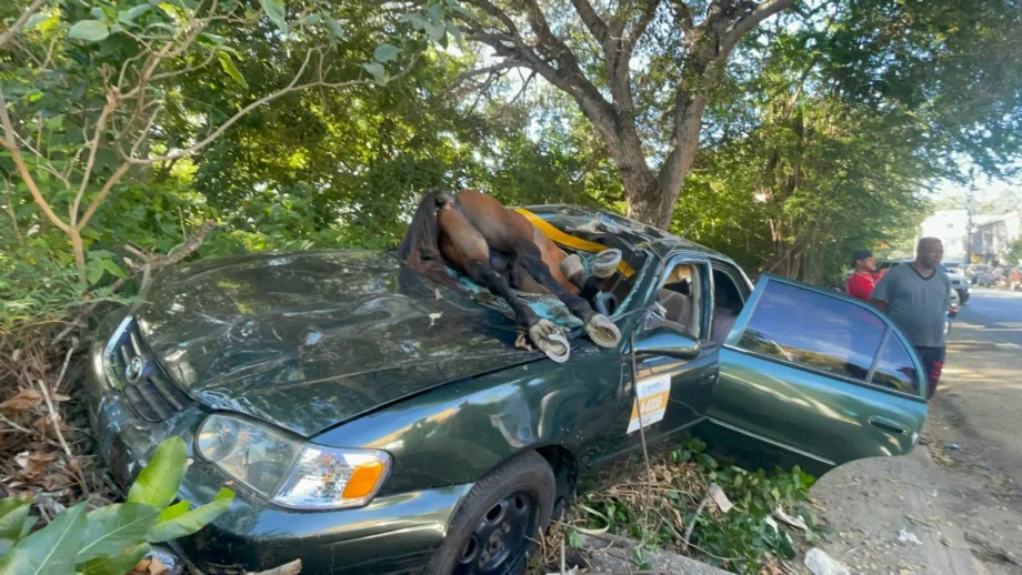 Caballo provoca accidente y termina dentro de un carro en Santiago