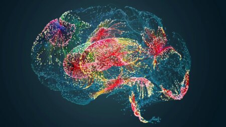 Tu cerebro es resultado de dos grupos de células distintas, y no solo de uno como se creía