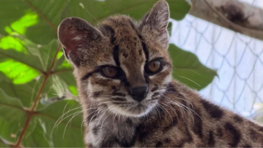 Descubren en Bolivia una nueva especie de felino, la primera descrita en más de un siglo
