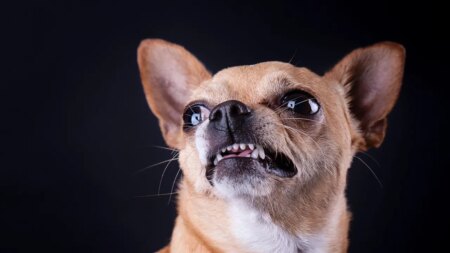 El ADN del perro chihuahua revela un vínculo inesperado con los coyotes