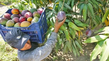 Productores enfrentan plagas pestes y trabas comerciales