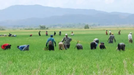 Germán Despradel plantea los retos para el consumo y la industria del arroz