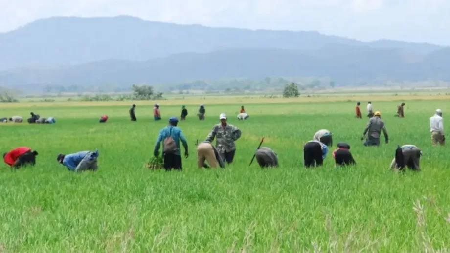 Germán Despradel plantea los retos para el consumo y la industria del arroz