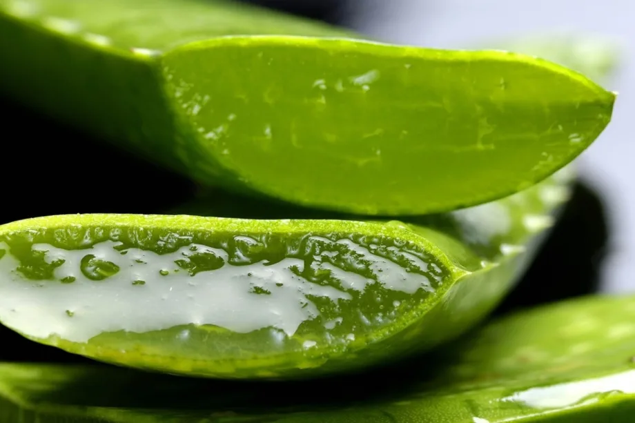 Aloe vera: nuevos estudios y beneficios para la salud