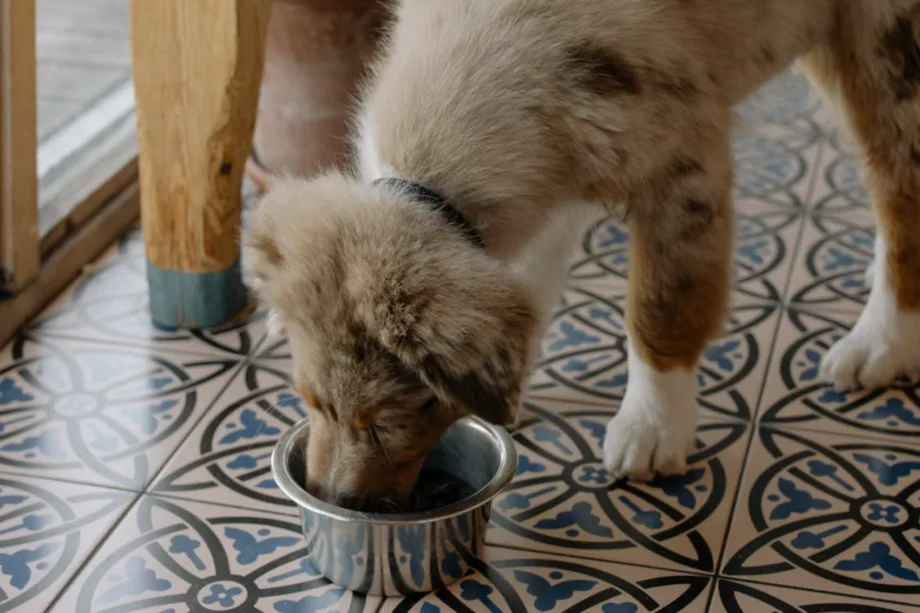 Perros: alimentos naturales y dieta casera segura