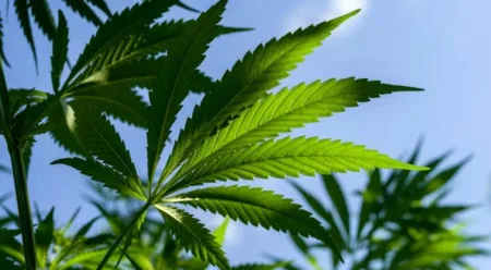 El mercado de las semillas de cannabis: sector, regulación y compra online