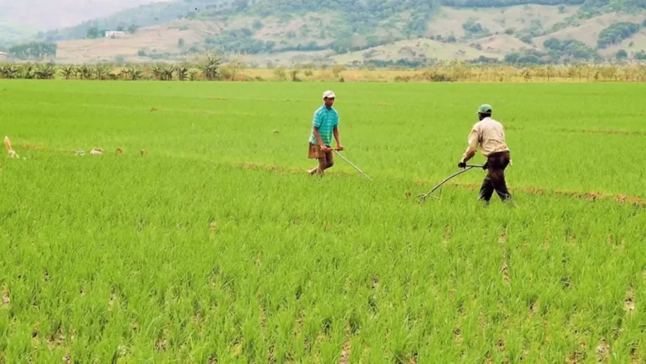CNCP respalda la producción nacional y la seguridad alimentaria de la República Dominicana