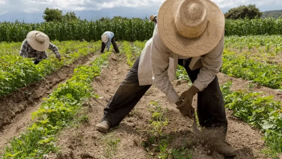 El desafío salarial del campo dominicano, entre la riqueza de la tierra y la insuficiencia de las remuneraciones