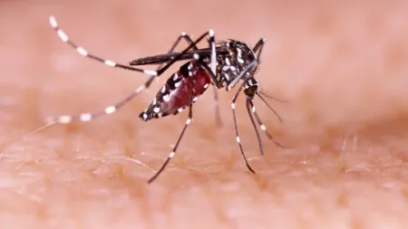 Dengue suma 371 casos en RD y La Altagracia concentra Dengue suma 371 casos en RD y La Altagracia concentra