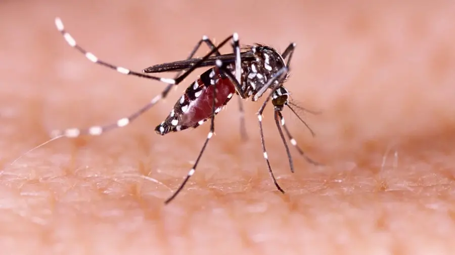 Dengue suma 371 casos en RD y La Altagracia concentra